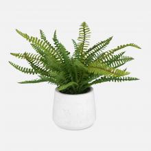 BOSTON FERN